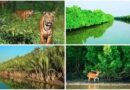 বিশ্ব ঐতিহ্য সুন্দরবনে বেড়েছে বাঘ ও তার খাদ্যপ্রাণীর সংখ্যা: চলমান জরিপে মিলছে উৎসাহজনক তথ্য