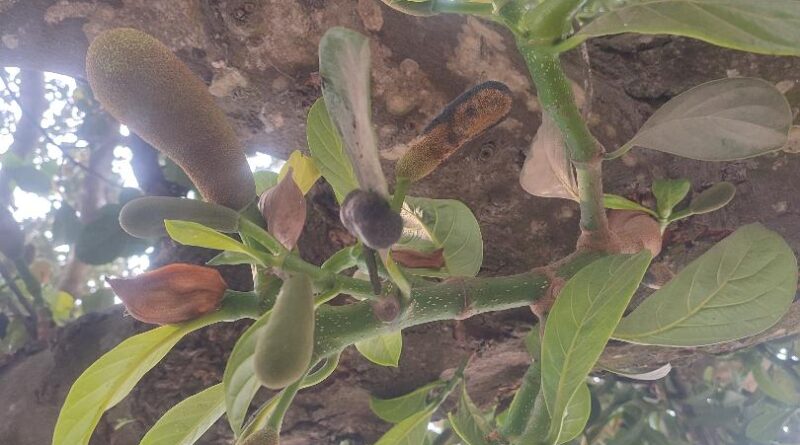 ঠাকুরগাঁওয়ে কাঁঠাল গাছে ‘মুচি পচা’ রোগের আক্রমণ: ফলন বিপর্যয়ের আশঙ্কায় বাগান মালিকরা