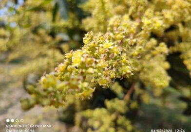 ঠাকুরগাঁওয়ে আমের আগাম মুকুল: বাম্পার ফলনের স্বপ্নে বিভোর চাষিরা