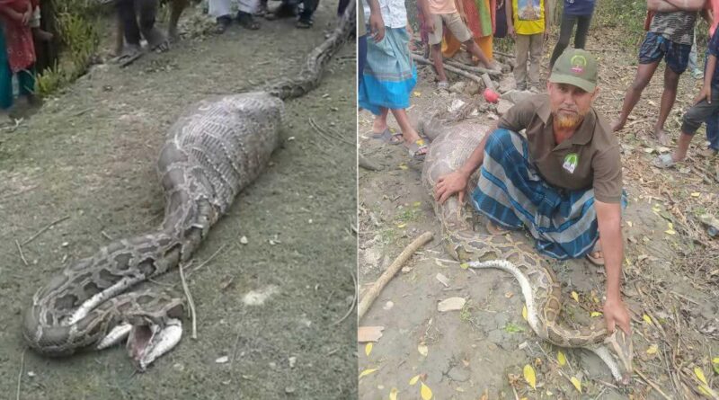 শরণখোলায় ১৮ ফুট লম্বা অজগরের পেটে ছাগল, পরে সুন্দরবনে অবমুক্ত