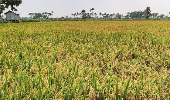 বাগেরহাটে রক্সি-১ হাইব্রিড ধান কাটার উৎসব ও মাঠ দিবস অনুষ্ঠিত বাম্পার ফলনে উচ্ছ্বসিত কৃষক, কৃষিতে নতুন সম্ভাবনার দিগন্ত