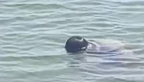 আদমদীঘিতে পুকুর থেকে ভাসমান মরদেহ উদ্ধার