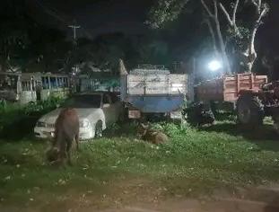 তারাকান্দায় এক সাংবাদিকের বাড়ি থেকে ৩টি চোরাই মহিষ উদ্ধার