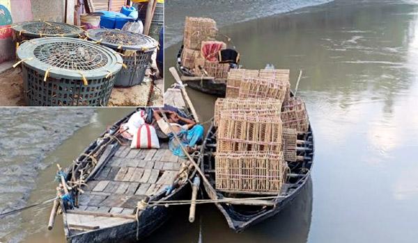 সুন্দরবনের অভয়ারণ্যে অবৈধ কাঁকড়া শিকার দুই জেলে আটক, টাকার বিনিময়ে মূল ট্রলার ছেড়ে দেওয়ার অভিযোগ বন কর্মকর্তাদের বিরুদ্ধে
