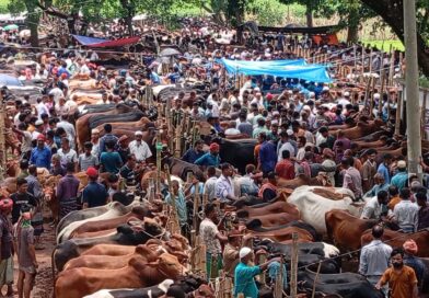 সফর মালি বাজারে কোরবানির পশুর হাট জমজমাট