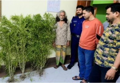 শেরপুরে কলার বাগানে গাঁজার চাষ, ৬টি গাঁজার গাছসহ আটক ১