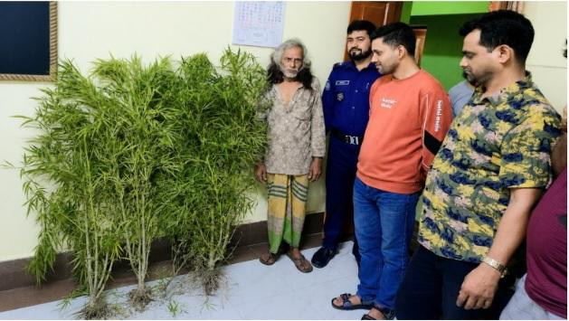শেরপুরে কলার বাগানে গাঁজার চাষ, ৬টি গাঁজার গাছসহ আটক ১