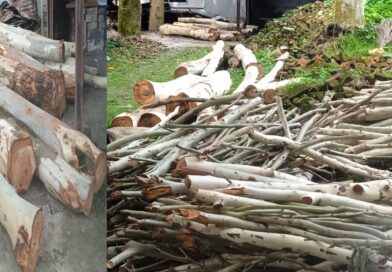 দিনাজপুরের পার্বতীপুর রেলওয়ের সরকারি গাছ কেটে বিক্রির টাকা হরিলুট দিনাজপুরের পার্বতীপুর রেলওয়ের সরকারি গাছ কেটে বিক্রির টাকা হরিলুট