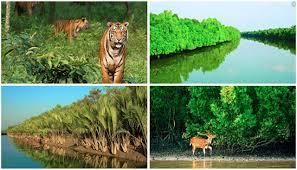 প্রজনন মৌসুমেও সুন্দরবনে অব্যাহত মাছ-কাঁকড়া নিধন, উৎকোচের অভিযোগে প্রশ্নের মুখে বন বিভাগের নজরদারি