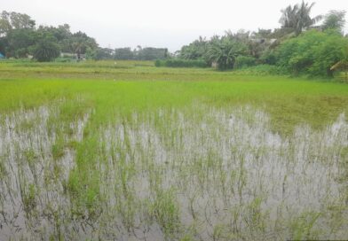 বটিয়াঘাটায় আউশ ধানের বাম্পার ফলনের সম্ভাবনা