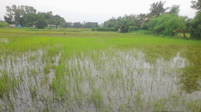 বটিয়াঘাটায় আউশ ধানের বাম্পার ফলনের সম্ভাবনা