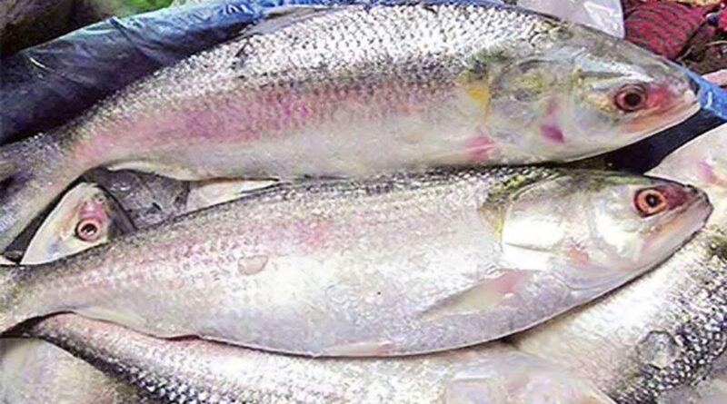 পানগুছি বলেশ্বরের ইলিশ এখন বিলাসিতা
