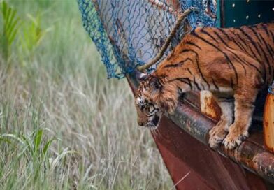 “ফাঁদের ক্ষত জয় করে ছয় মাস পর সুন্দরবনে ফিরল বাঘিনী ,, মৃত্যুর মুখ থেকে ফিরে আবারও সুন্দরবনের রানি”