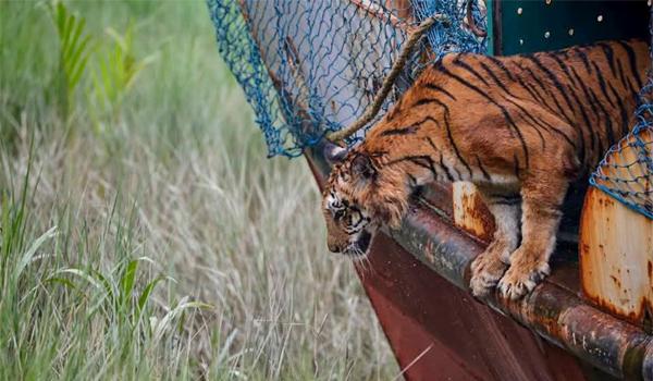“ফাঁদের ক্ষত জয় করে ছয় মাস পর সুন্দরবনে ফিরল বাঘিনী ,, মৃত্যুর মুখ থেকে ফিরে আবারও সুন্দরবনের রানি”