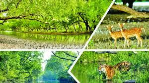 সুন্দরবন মায়ের মতো আপন—অস্তিত্ব রক্ষায় এখনই চাই কঠোর সুরক্ষা দখল, নদীভাঙন ও জলবায়ু পরিবর্তনে সংকটে বিশ্ব ঐতিহ্যের ম্যানগ্রোভ বন | সুন্দরবন না বাঁচলে হুমকিতে পড়বে উপকূলের মানুষ ও বাংলাদেশের পরিবেশ-অর্থনীতি
