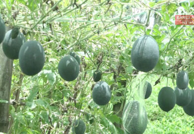 অসময়ের তরমুজ চাষে সাফল্য অর্জন করছেন বটিয়াঘাটার চাষিরা