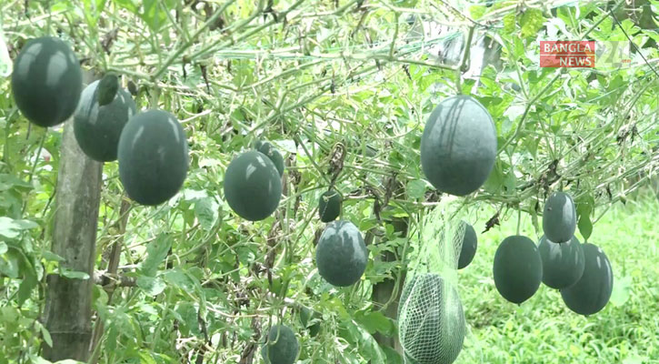 অসময়ের তরমুজ চাষে সাফল্য অর্জন করছেন বটিয়াঘাটার চাষিরা