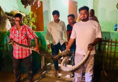 শ্রীমঙ্গলে খাটের নিচ থেকে ১৬ ফুটের বিশাল অজগর উদ্ধার