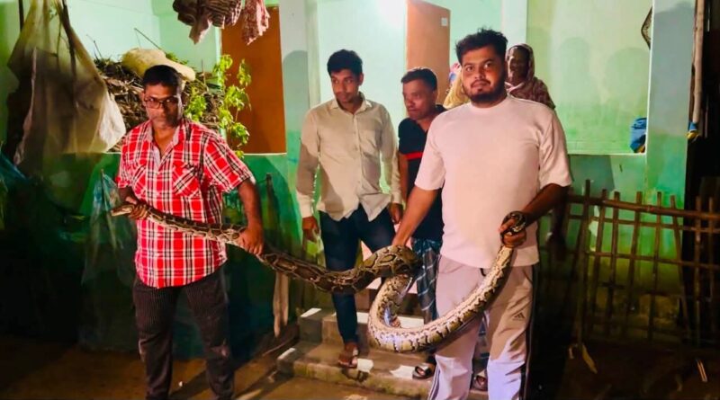 শ্রীমঙ্গলে খাটের নিচ থেকে ১৬ ফুটের বিশাল অজগর উদ্ধার