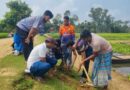 সাপাহারে জবই বিলে তালবীজ রোপণ কর্মসূচি অনুষ্ঠিত