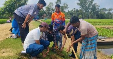 সাপাহারে জবই বিলে তালবীজ রোপণ কর্মসূচি অনুষ্ঠিত