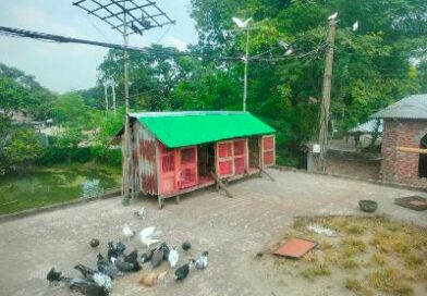 আদমদীঘিতে রাজ মিস্ত্রির বাড়ির ছাদে কবুতরের খামার